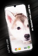 Puppies Wallpapers in 4K Ảnh chụp màn hình 0