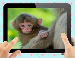 Baby Monkey Zrzut ekranu 0