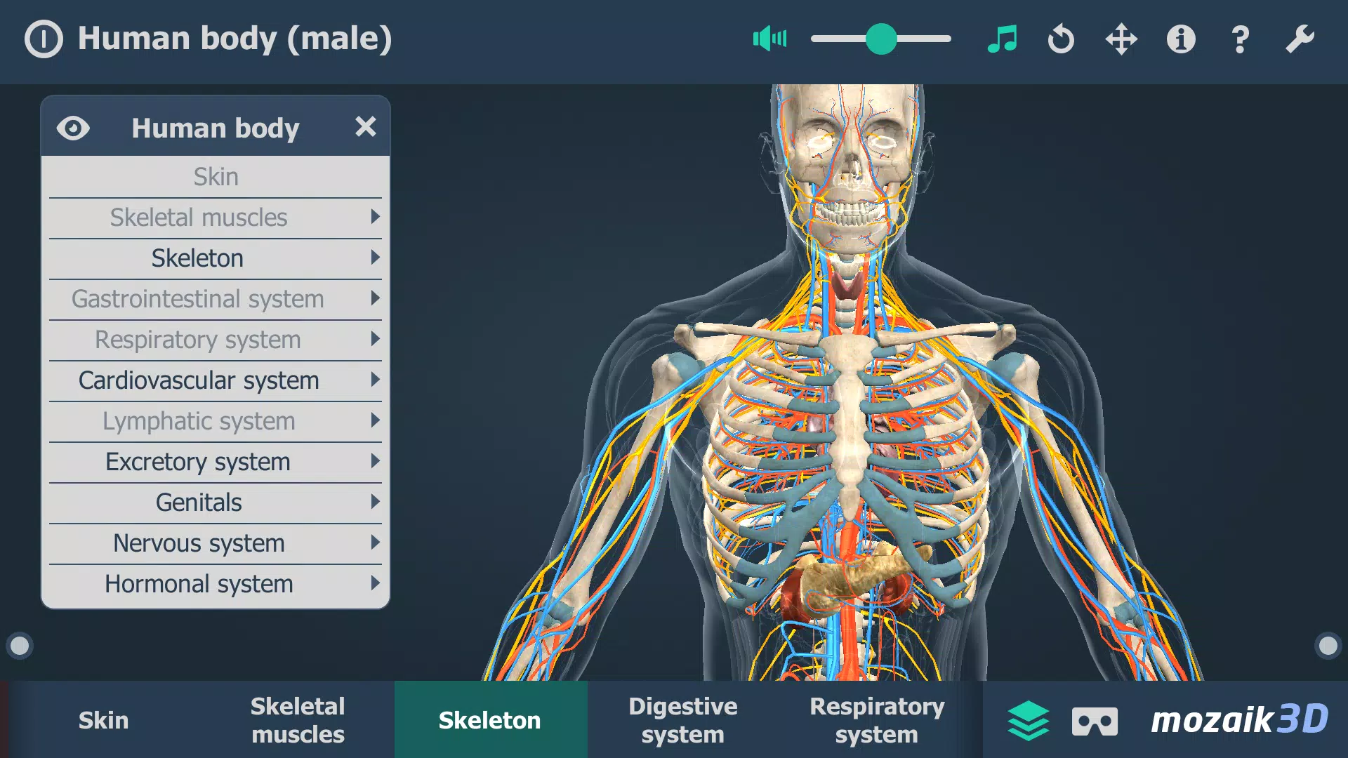 Schermata Human body (male) 3D scene 3