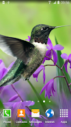 Hummingbirds Live Wallpaper Screenshot 1