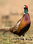 Pheasant sounds应用截图第0张