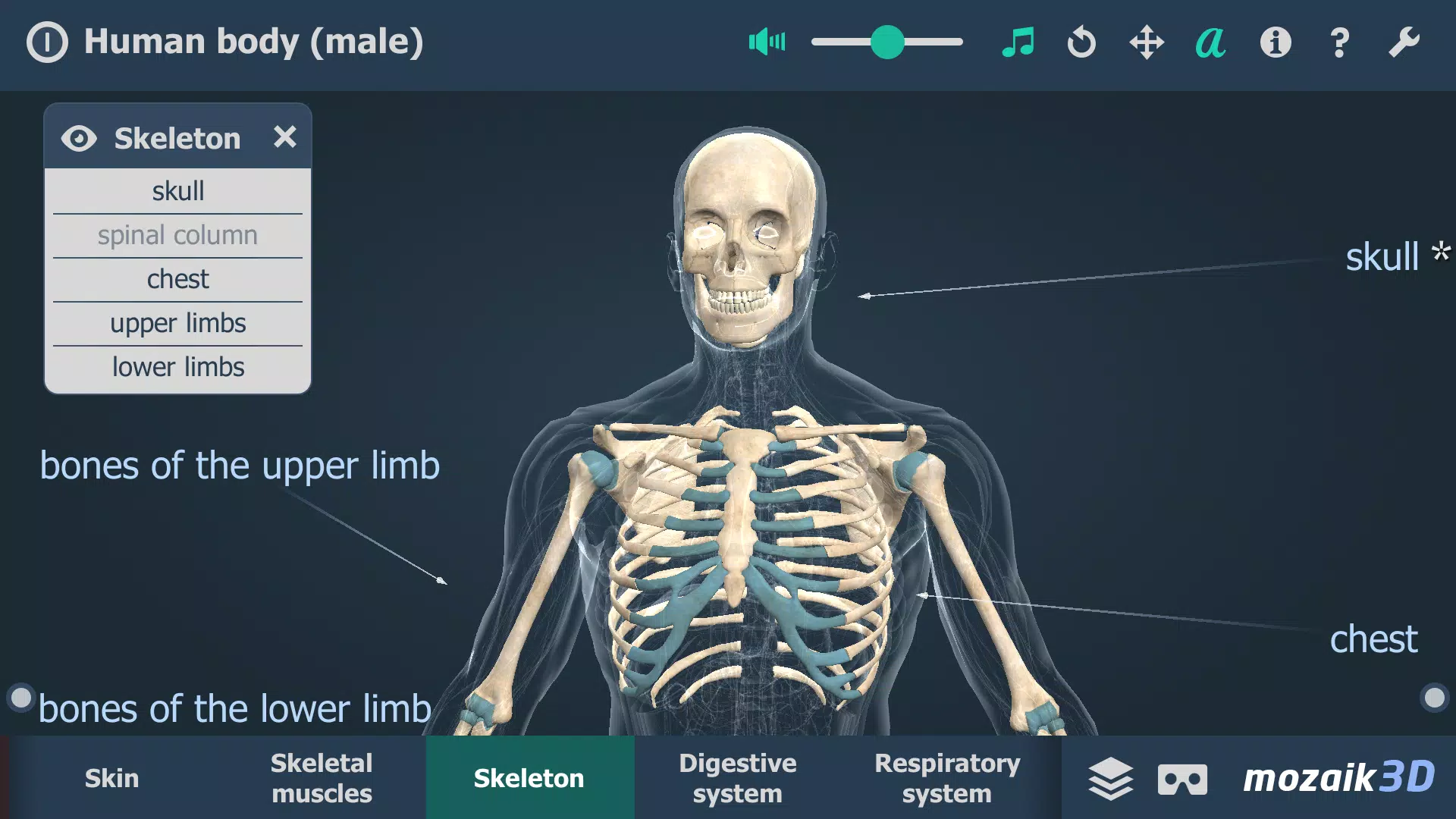 Schermata Human body (male) 3D scene 2