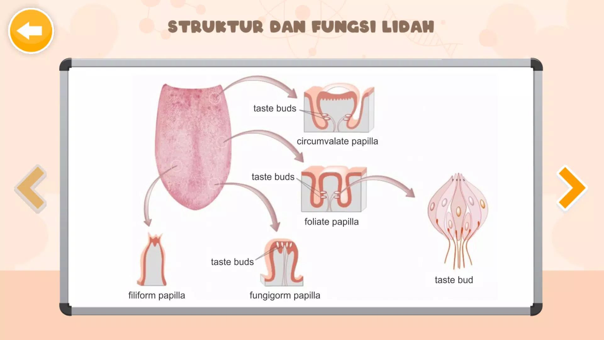 Sistem Indra Manusia 스크린샷 3