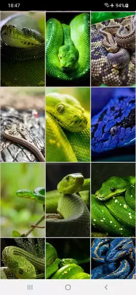 Snake Wallpapers 螢幕截圖 3