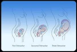 Pregnancy Stages ဖန်သားပြင်ဓာတ်ပုံ 3