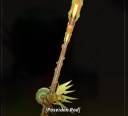 Roblox Fisch မှ Poseidon Rod
