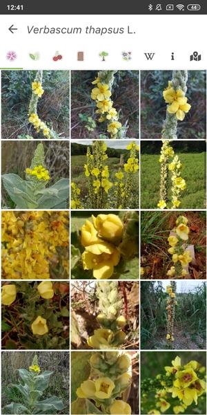 PlantNet Plant Identification ဖန်သားပြင်ဓာတ်ပုံ 2