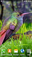 Hummingbirds Live Wallpaper स्क्रीनशॉट 2