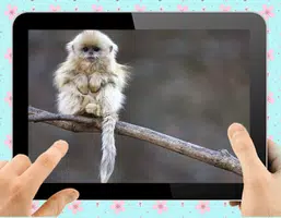 Baby Monkey Zrzut ekranu 2