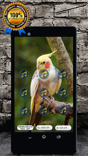 Schermata Cockatiel Singing : Cockatiel Sounds 0